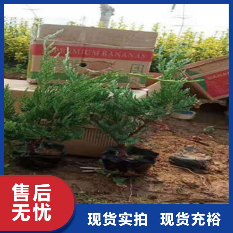 淄博咨询市盆栽两年生月季生长习性有哪些