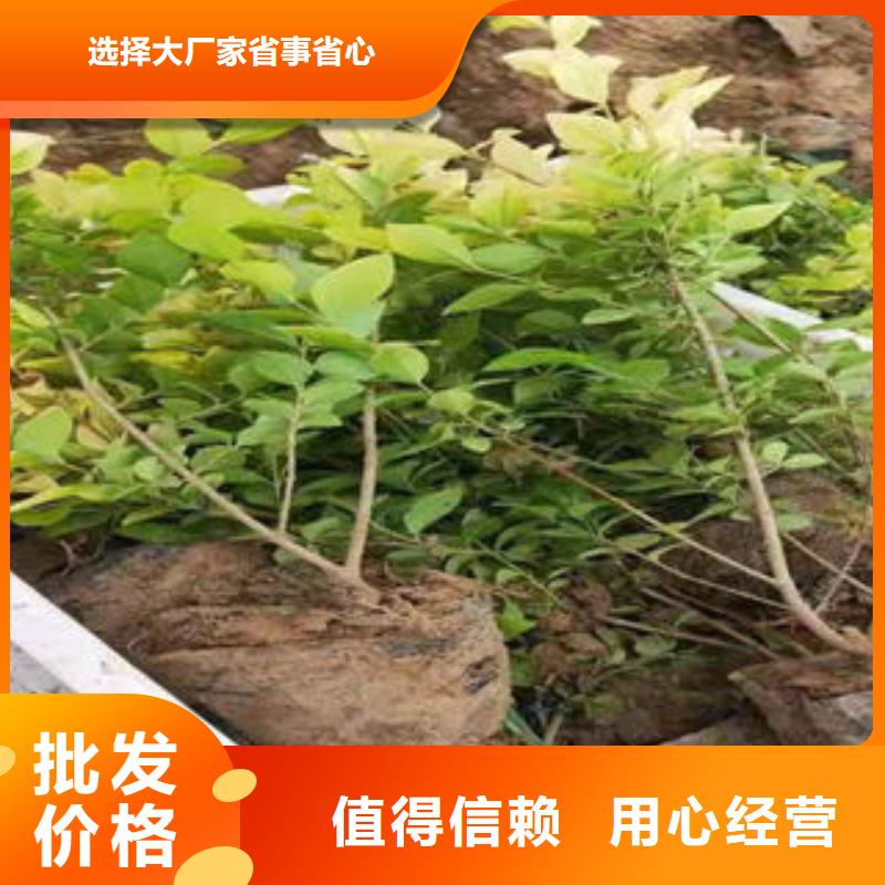 山东青州花卉种植基地/芦苇，五叶委陵菜《甘肃》购买省上车价格