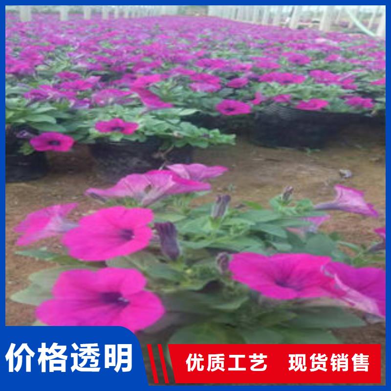 山东青州花卉种植基地/小丽花，地被菊甘肃当地省上车价格
