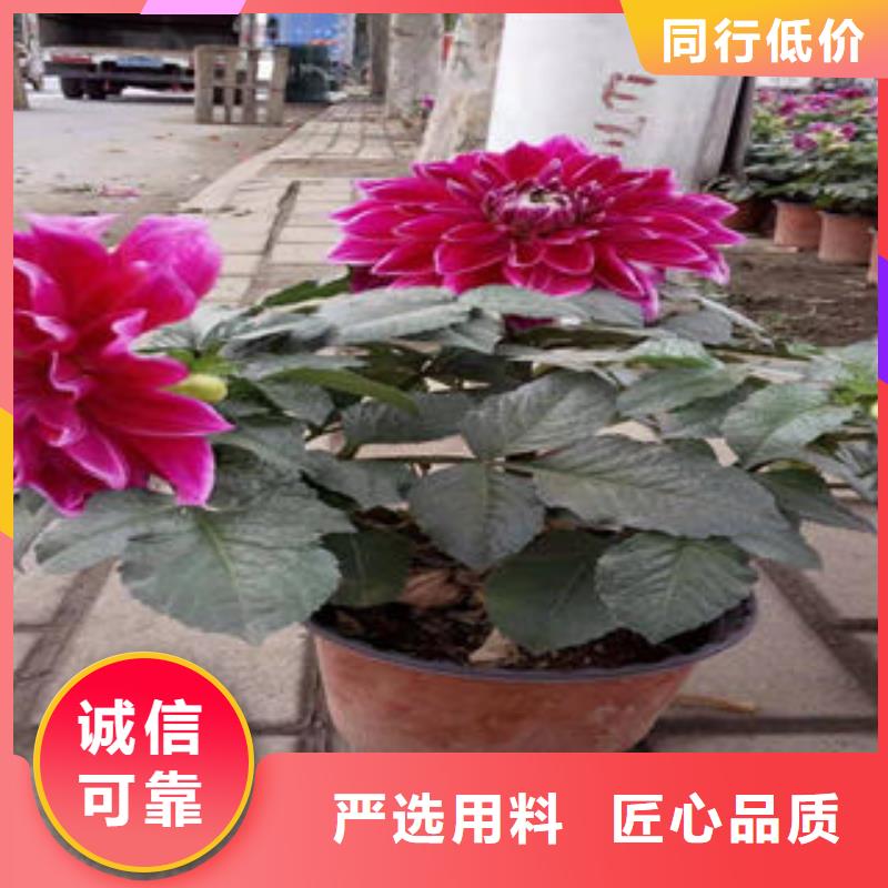 欢迎搜：河池生产市紫松果菊工程苗  