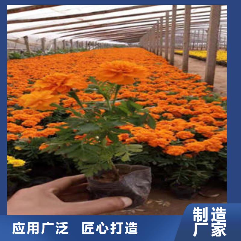 山东青州花卉种植基地/三叶委陵菜，紫叶李甘肃生产省上车价格