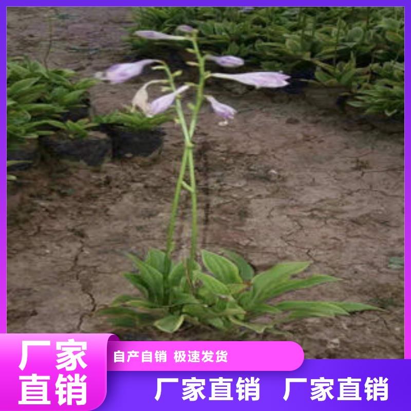 山东青州花卉种植基地/芦苇，五叶委陵菜《甘肃》购买省上车价格