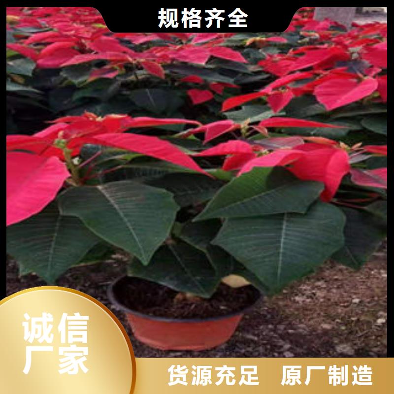 (九鼎)jiuding:柳州市月季老楂十一月份可以栽植吗