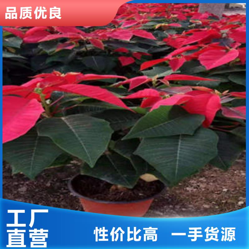 春季：河南保障产品质量(九鼎)红锦带栽植成活率高