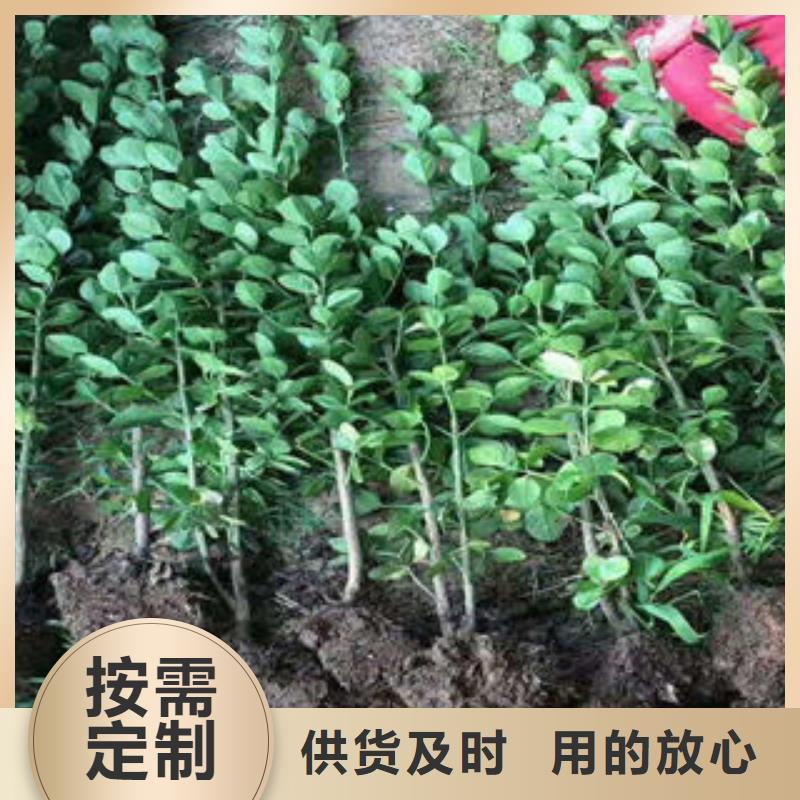 山东青州花卉种植基地|天人菊，大叶黄杨青海购买省上车价格
