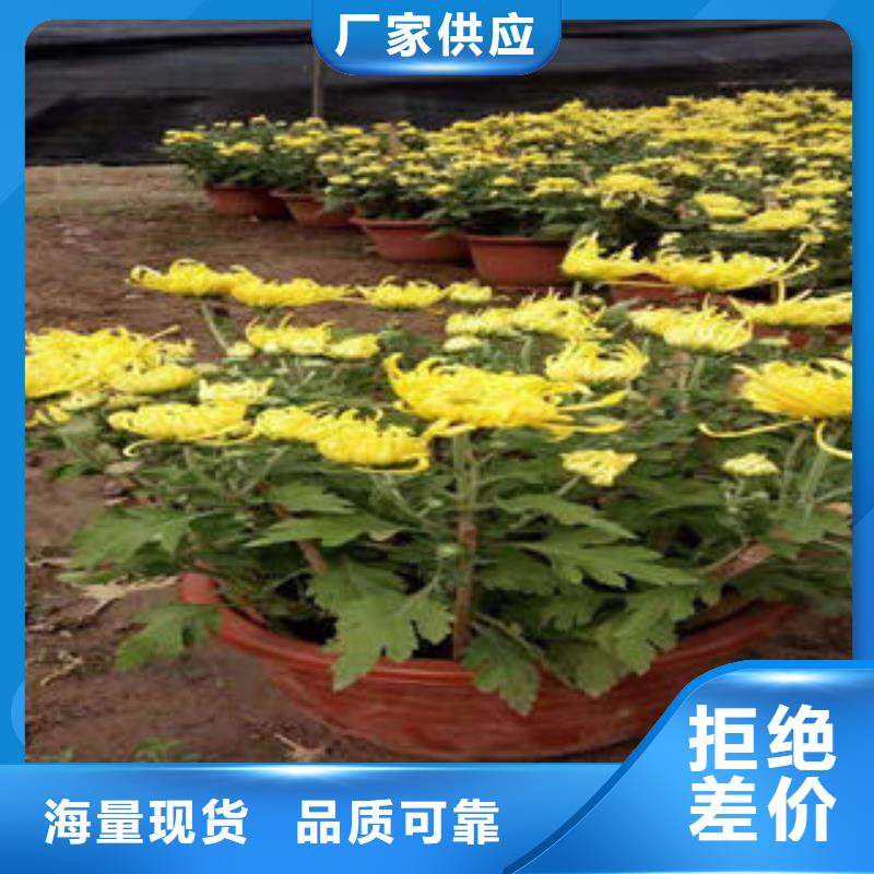山东青州花卉种植基地|金边黄杨，红叶甜菜青海咨询省上车价格