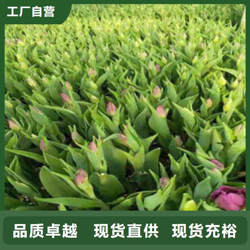 山东青州花卉种植基地|蜀葵，无尽夏绣球青海周边省上车价格
