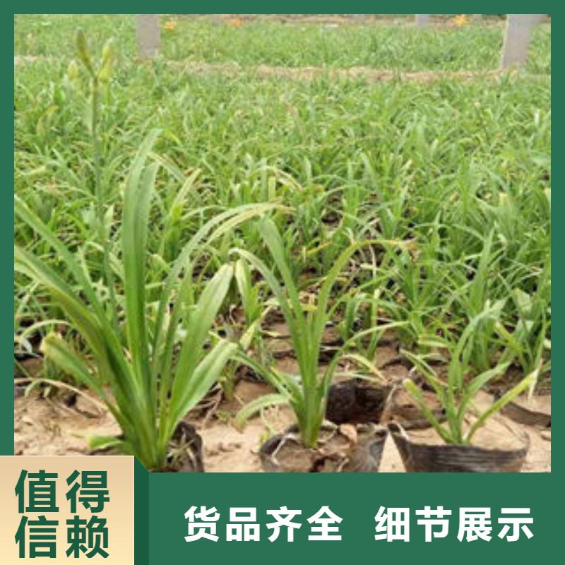 梧州定做市批发欧石竹-天竺葵种植基地