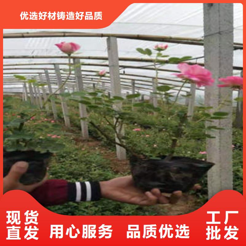 山东青州花卉种植基地|天人菊，大叶黄杨青海购买省上车价格