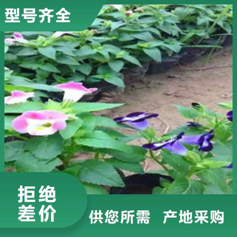 河南洛阳找红叶小檗种植基地苗圃