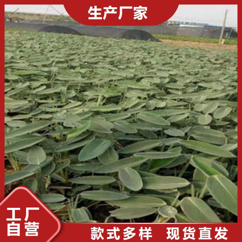 《九鼎》yaowen:贵港市冬青花海工程品种