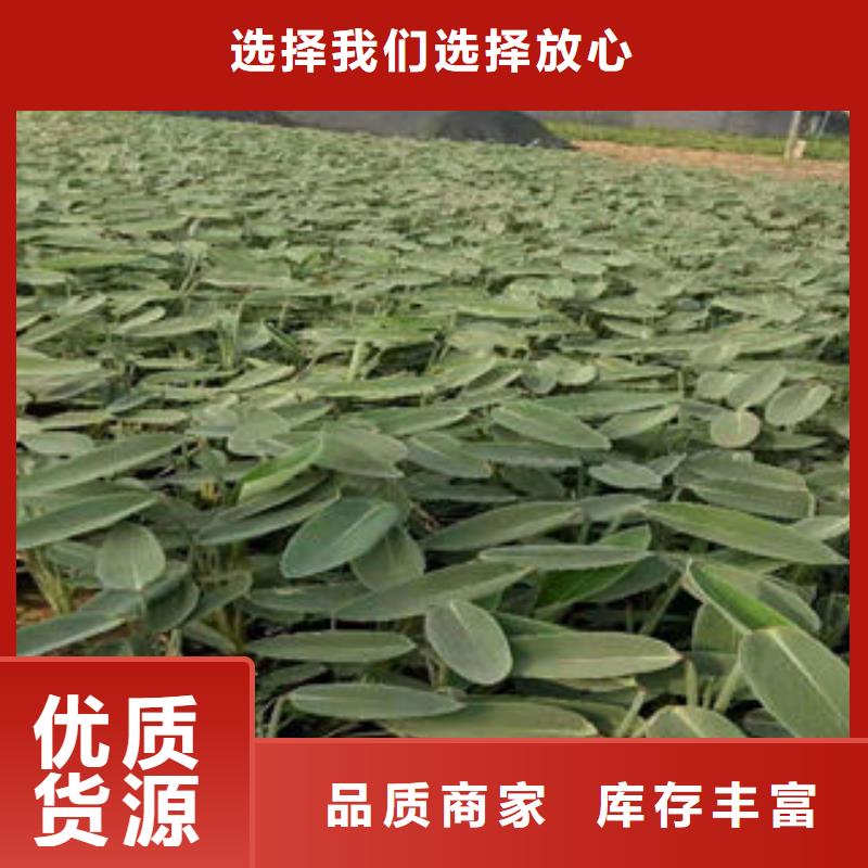 详询：河南自有厂家《九鼎》荒山绿化栽种什么品种