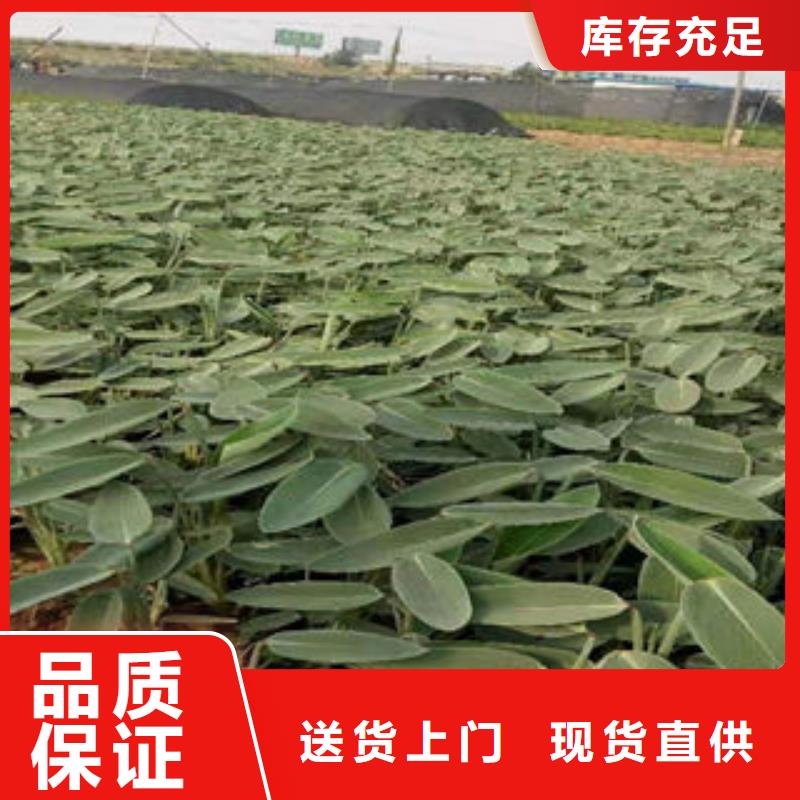 【九鼎】就选这家：邵阳市红花酢浆草二月份可以栽吗