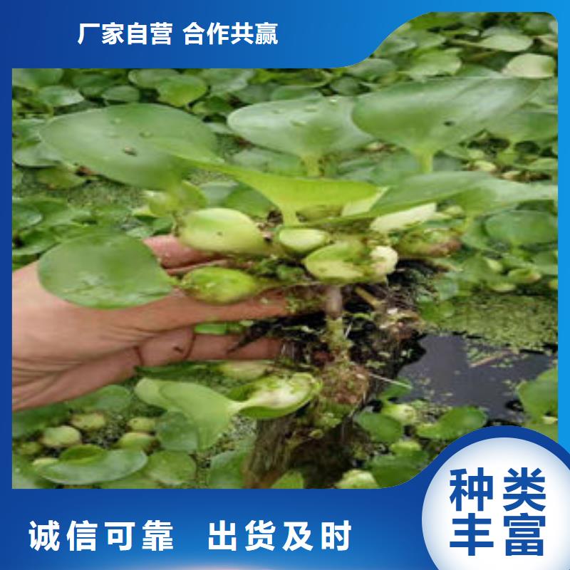 yaowen:山东省崂峪苔草二月份可以栽植吗