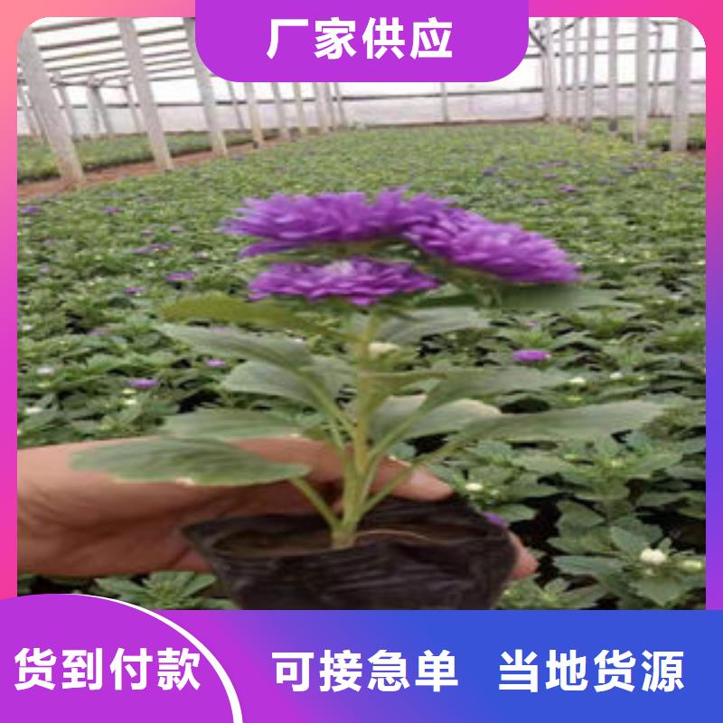 《九鼎》yaowen:河源市西洋滨菊七月份可以栽植吗