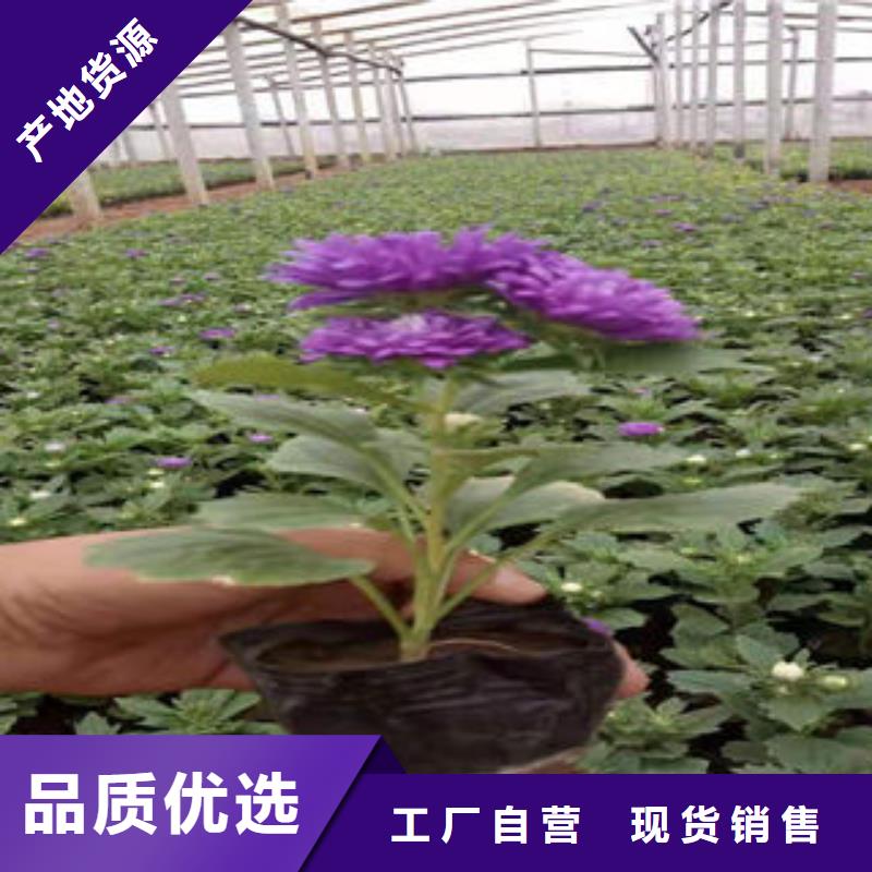 <九鼎>yaowen:湖州市绿化草花栽培管理技术