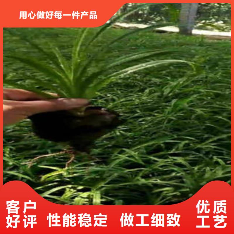 江西鼠尾草-郁金香秋季可以栽吗