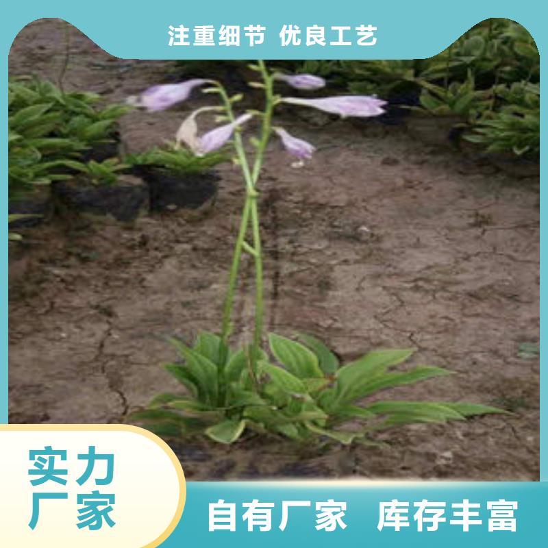 河南<周口>(本地)常见的耐寒花卉品种_产品资讯