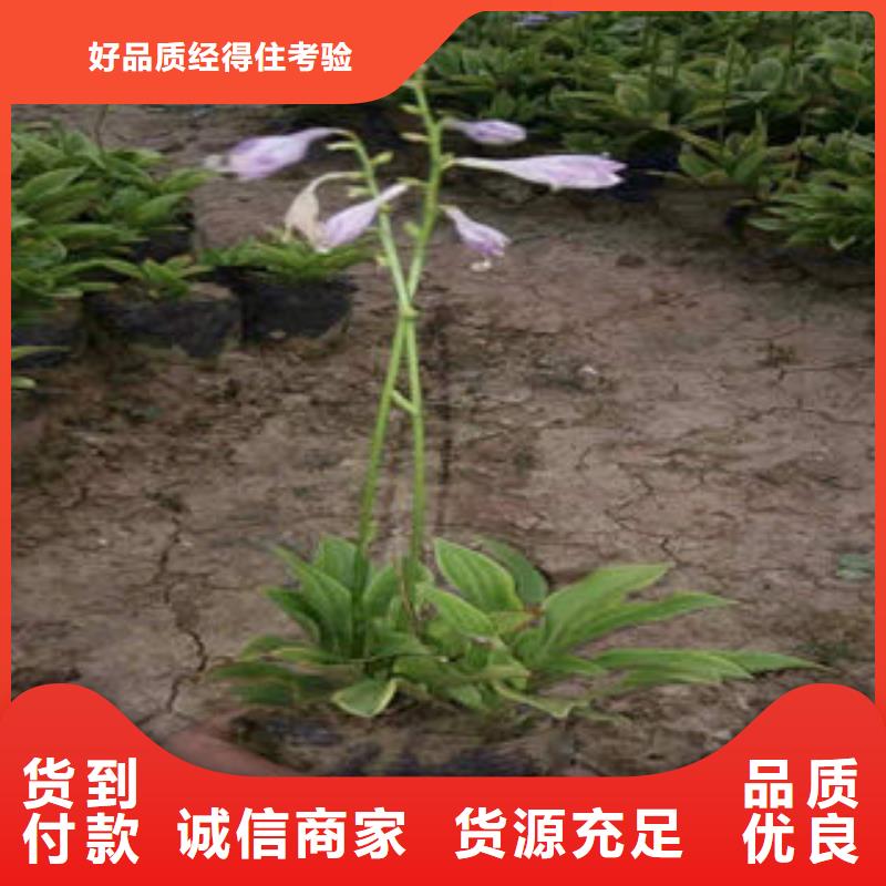 湖南省专注细节使用放心<九鼎>有什么时令花卉品种