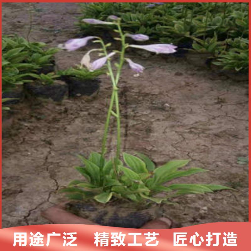 辽宁购买【九鼎】水生植物价格/批发/种植基地