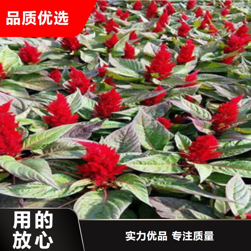湖南省专注细节使用放心<九鼎>有什么时令花卉品种