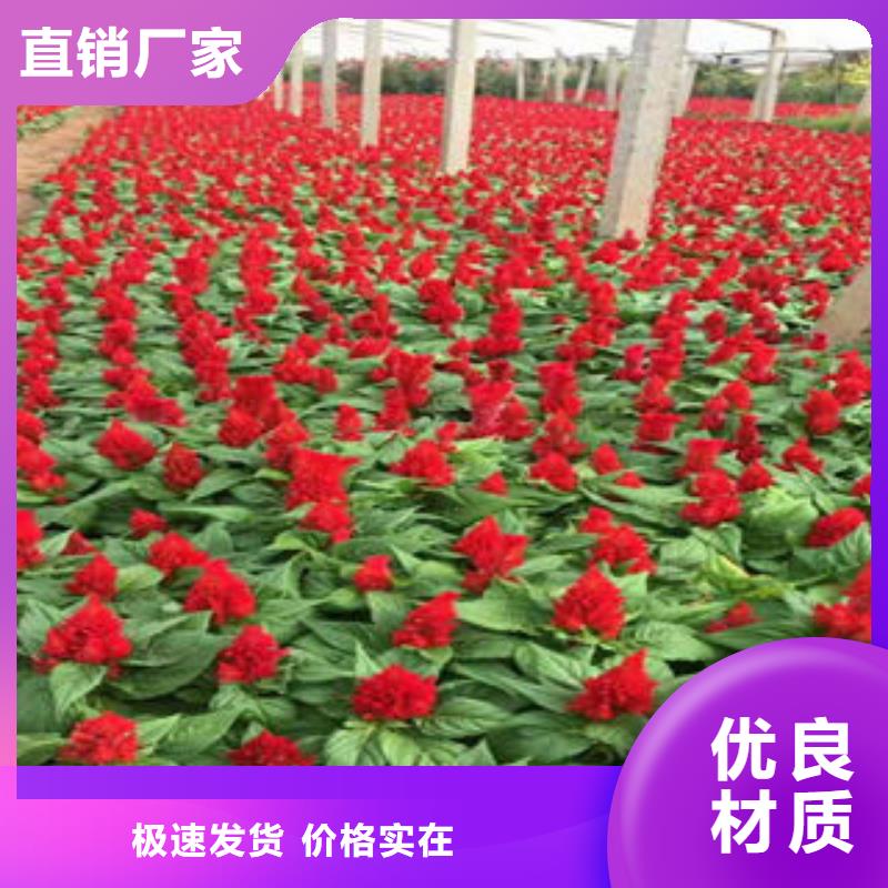 <九鼎>zixun :益阳市蛇莓五月份可以栽植吗