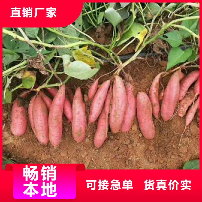 府谷红薯苗免费指导栽培