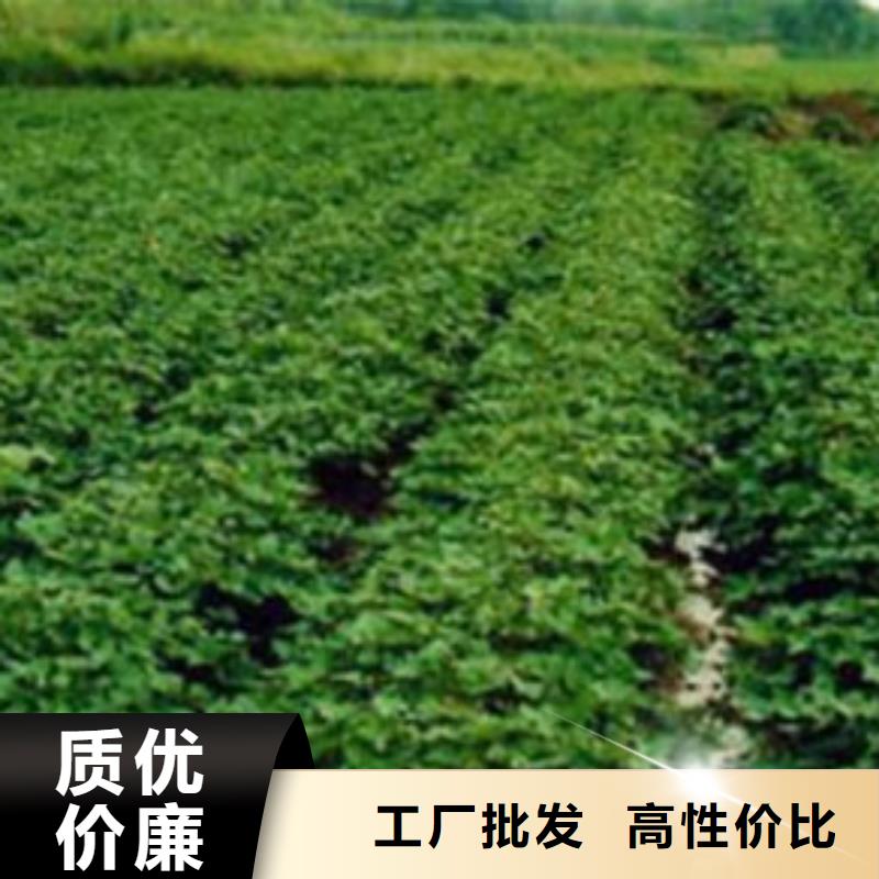 怀化生产红薯苗示范基地