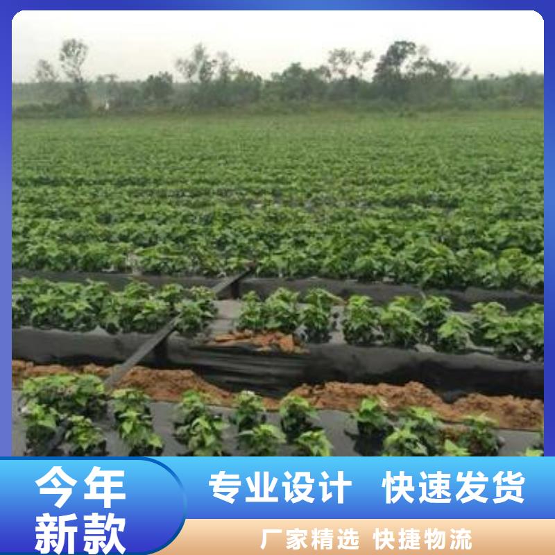 镇雄红薯苗种植方法