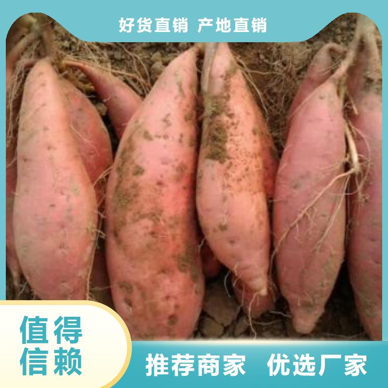 红薯苗生产商真材实料