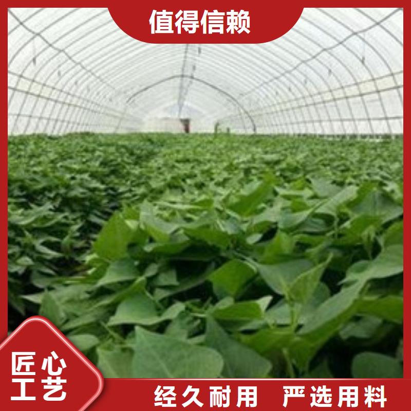 低价货源[乐农]红薯苗产地