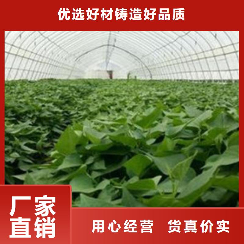 专业供货品质管控【乐农】商薯19种植方法