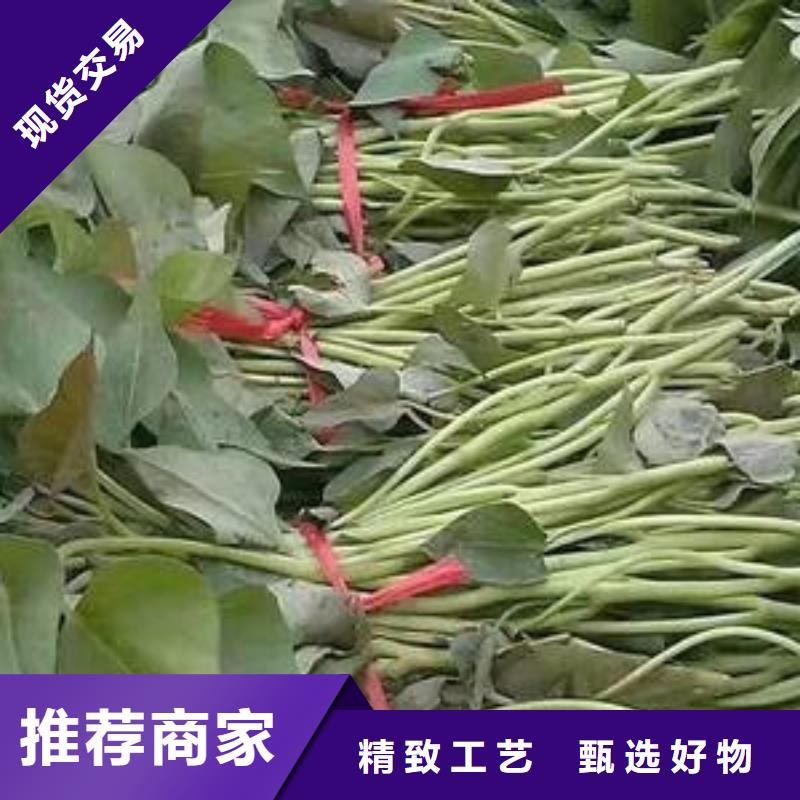 【乐农】仁和红薯苗价优保真