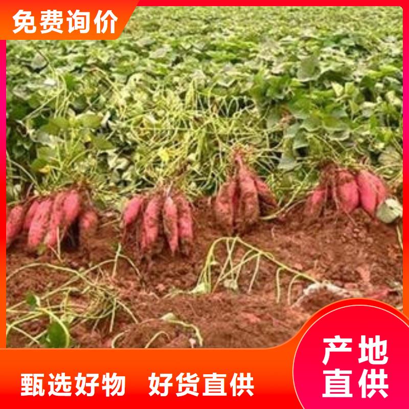 大庆直销济薯26繁育基地