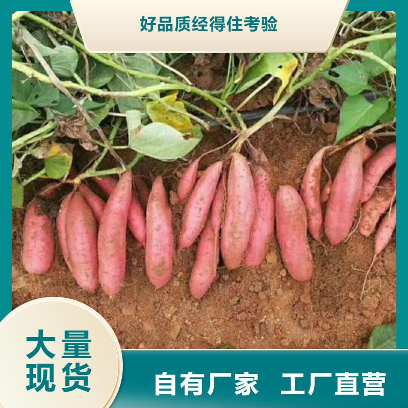 淮安现货商薯19多年种植经验