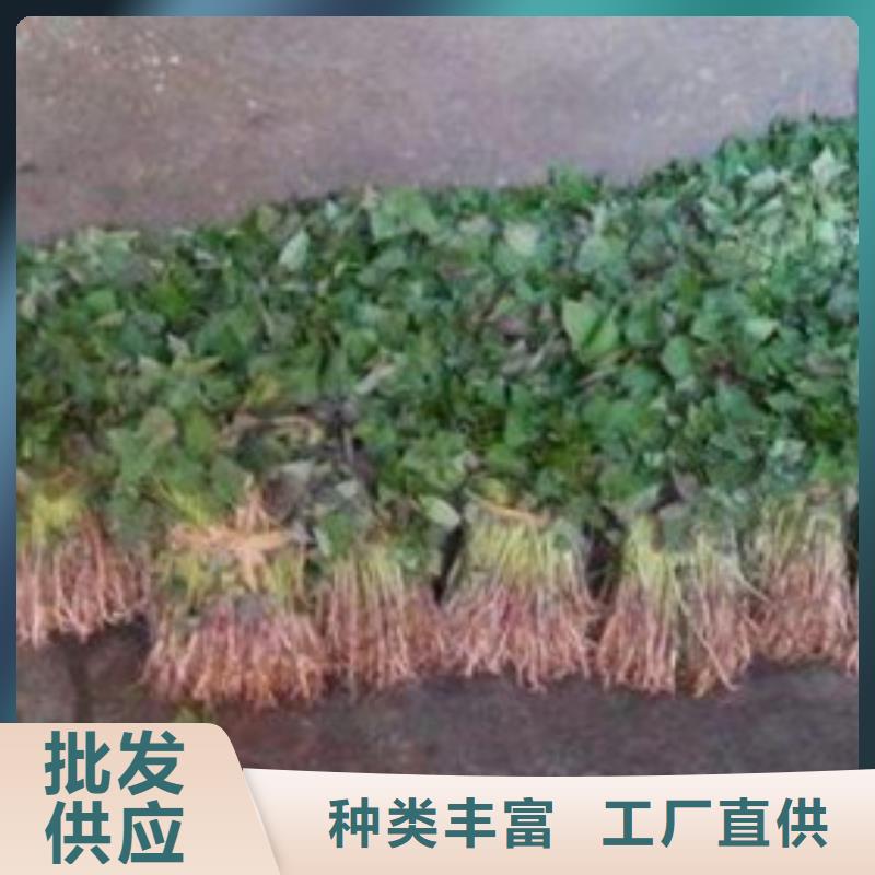 青岛直供商薯19种植时间