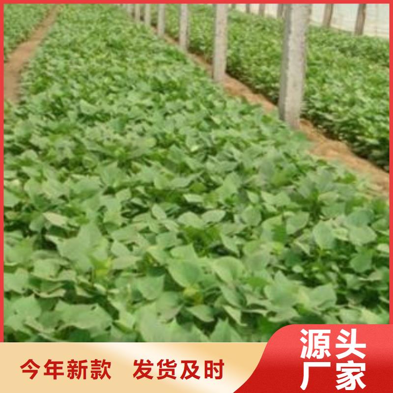 东莞订购红薯苗栽培时间