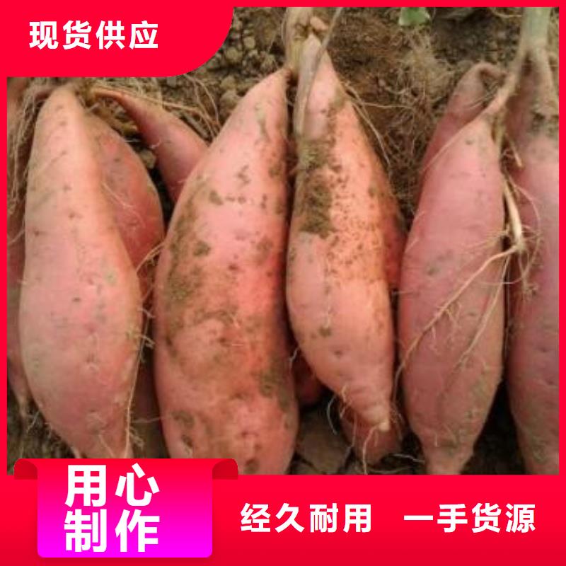 【周口】订购红薯苗  