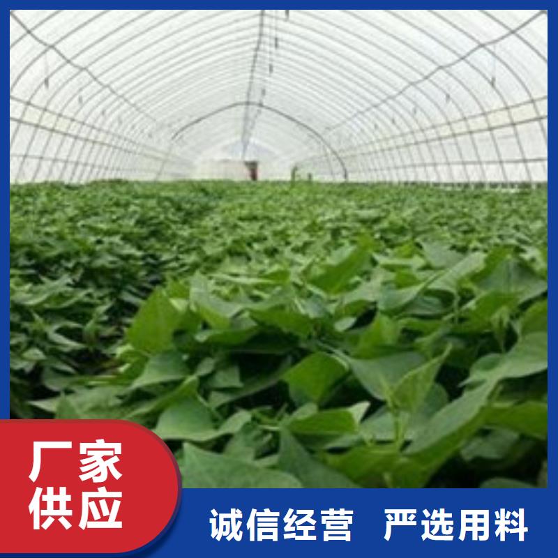 芜湖经营济薯26原产地