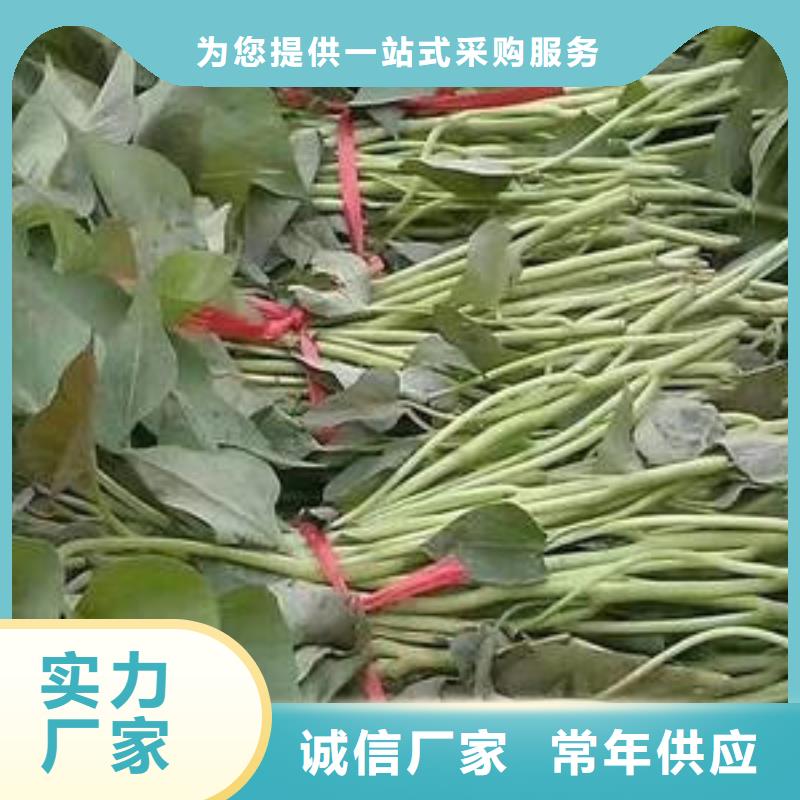 选购【乐农】商薯19大量苗子  