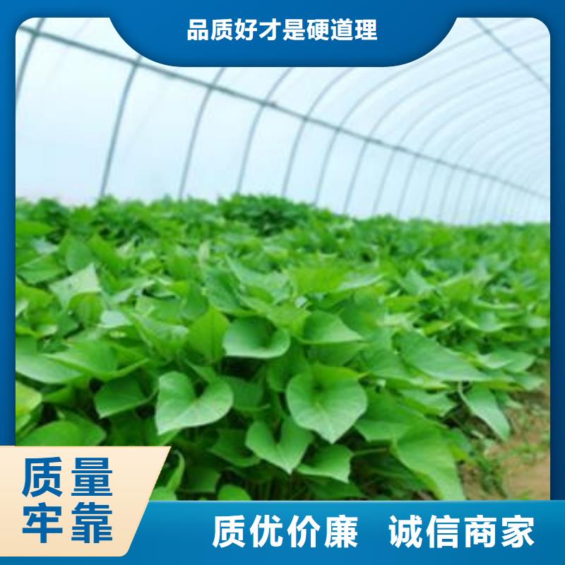 郑州本土济薯26多年种植经验