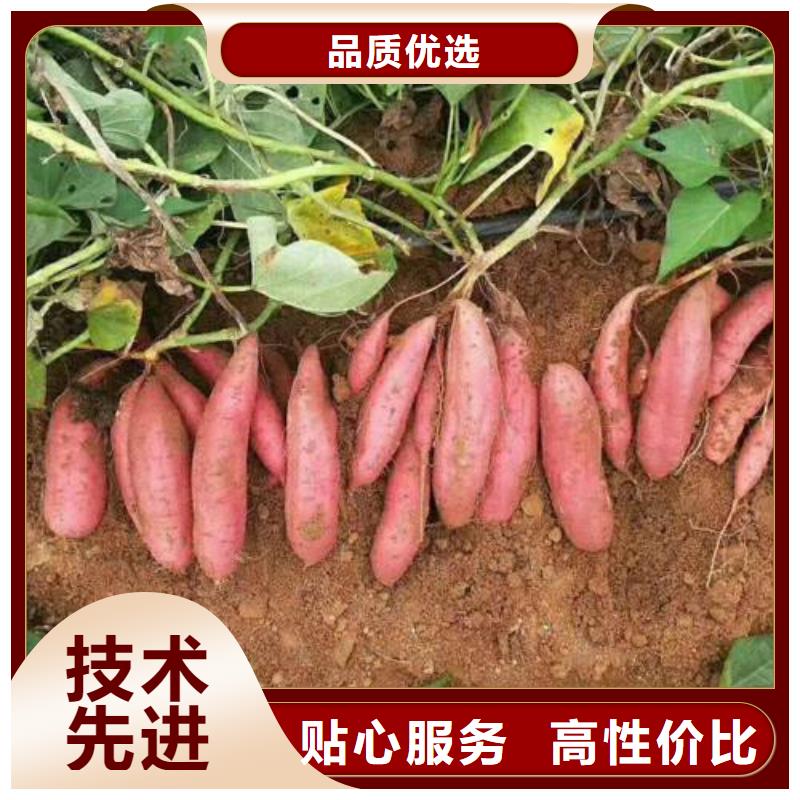 庆阳批发红薯苗价格优惠