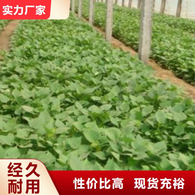 红薯苗栽培技术