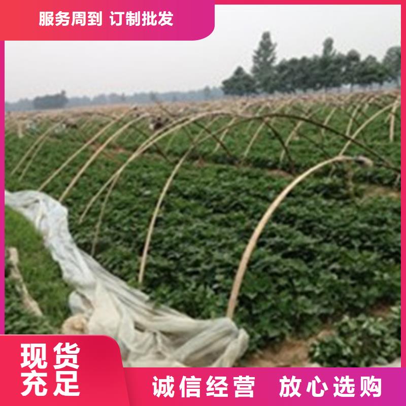 河源品质红薯苗示范基地
