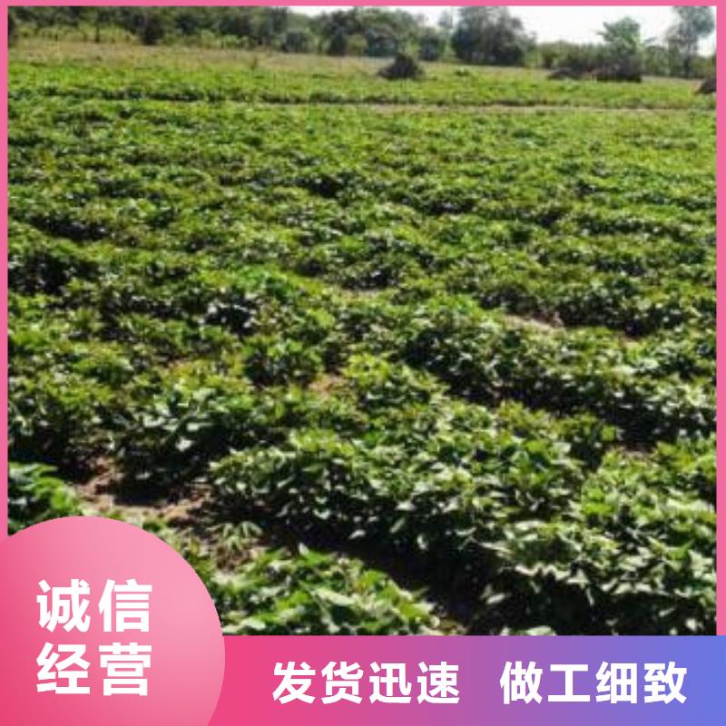 福建生产红薯苗病虫防治