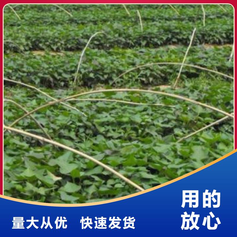 东莞现货红薯苗繁育种植基地