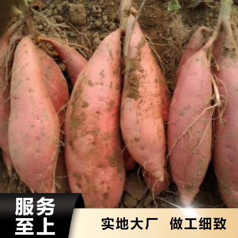 郑州本土济薯26多年种植经验