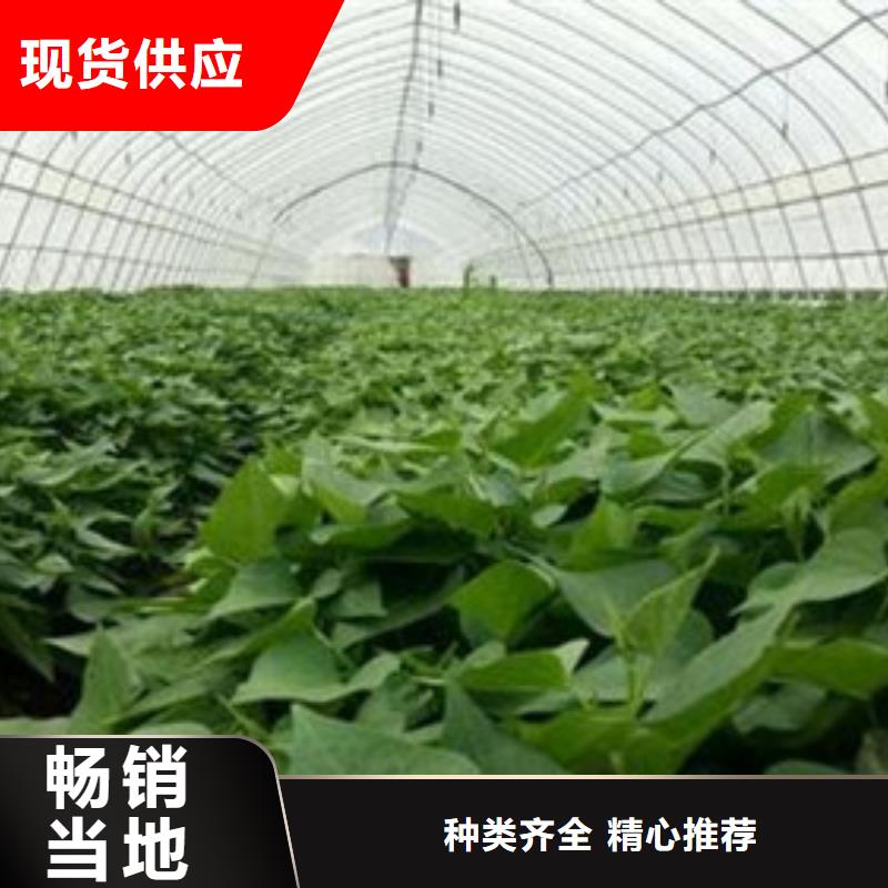 一站式供应厂家(乐农)红薯苗专业合作社