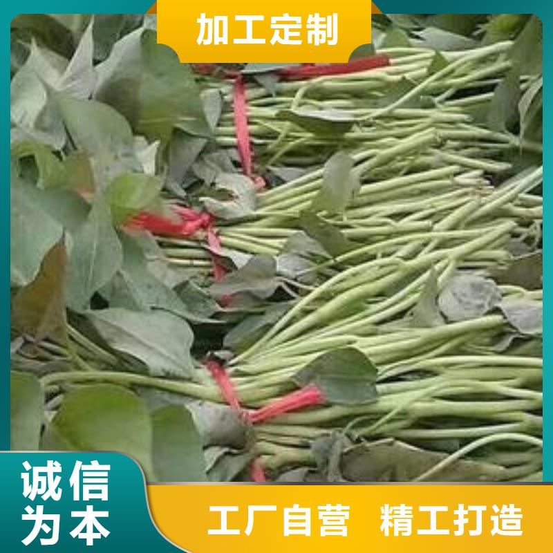 大量现货供应(乐农)济薯26免费提供技术