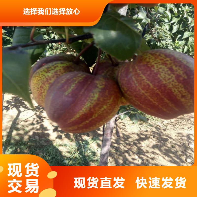 广水丑梨树苗保品种保成活